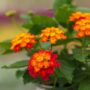 Lantana – Black Cherry – 4.5″ Pot
